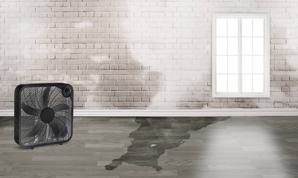 Best Water damage contractors near me  in Belleville, MI